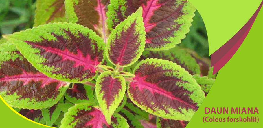 Khasiat Daun Miana Suportif Obati Jantung